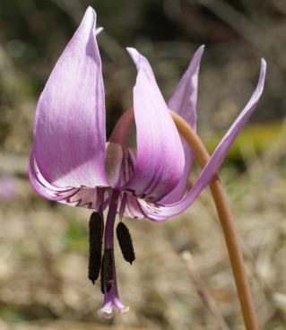 跡見群芳譜(野草譜 カタクリ)